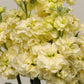 50 Matthiola Seeds Matthiola Katz Yellow Cut Flower