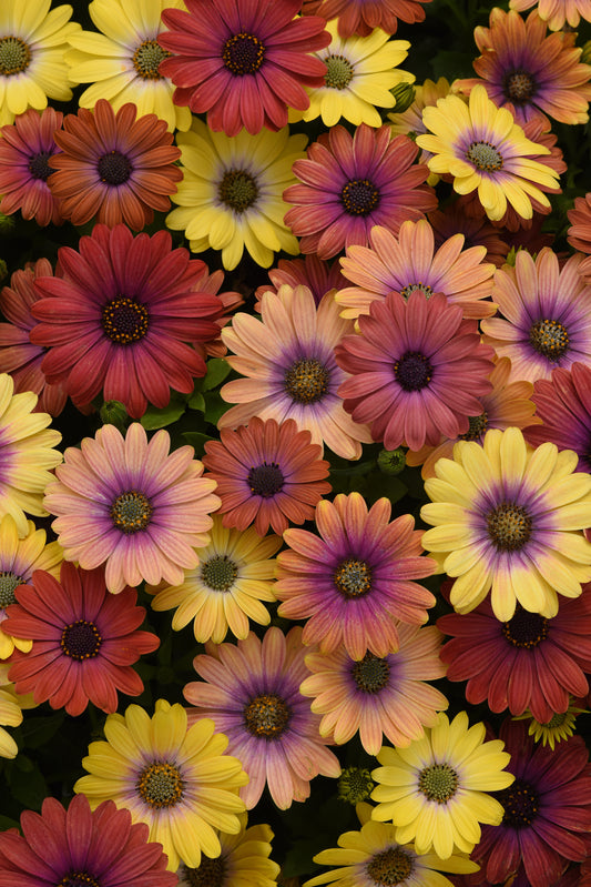 Osteospermum Seeds Akila® Hawaii Sunset Mix African Daisy Seeds 15 thru 50 Bulk Seeds