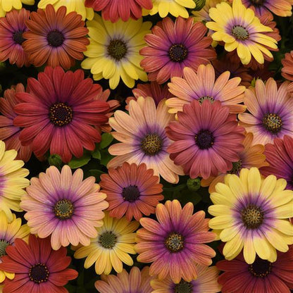 Osteospermum Seeds Akila® Hawaii Sunset Mix African Daisy Seeds 15 thru 50 Bulk Seeds