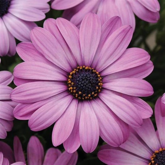 African Daisy Seeds Osteospermum Seeds Akila Lavender Shade