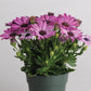 African Daisy Seeds Osteospermum Seeds Akila Lavender Shade