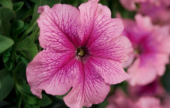 Pelleted Petunia Seeds 50 thru 1,000 Petunia Tritunia Pink Vein