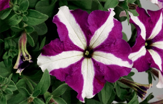 Pelleted Petunia Seeds 50 thru 1,000 Petunia Tritunia Purple Star