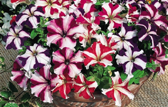 Pelleted Petunia Seeds 50 thru 1,000 Petunia Tritunia Star Mix