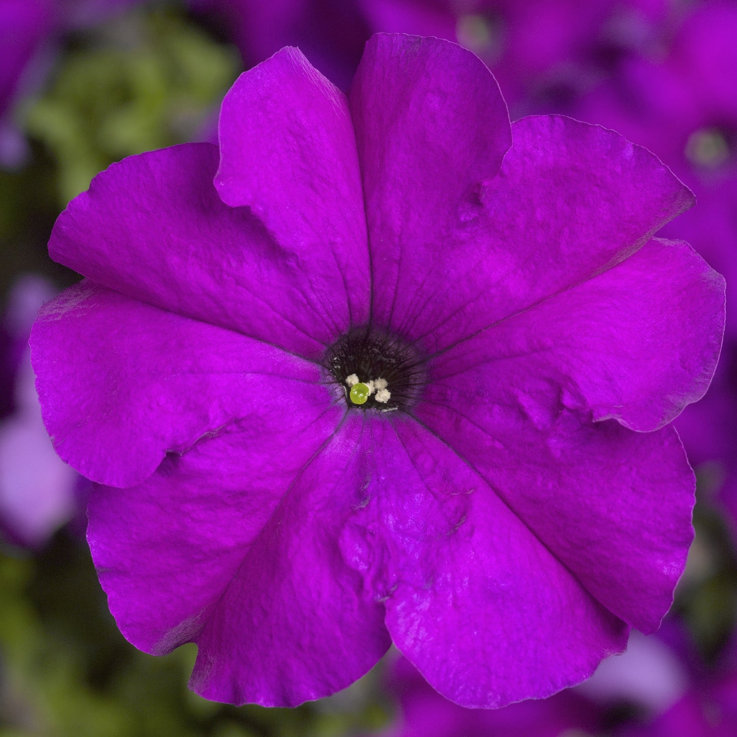 Pelleted Petunia Seeds 50 thru 1,000 Petunia Tritunia Violet