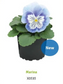 Pansy Seeds Pansy Cats Plus Marina 25 Viola Seeds