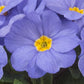 50 Primula Seeds Primrose Paradiso Mid Light Blue