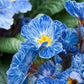 100 Primrose Seeds Primula Blue Zebra