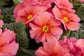 50 Primrose Seeds Primula Hethor Mid Sunrise