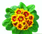 50 Primrose Seeds Primula Hethor Mid Tagetes Yellow