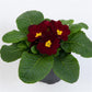 50 Primula Seeds Acaulis Danessa Burgundy Primrose Seeds