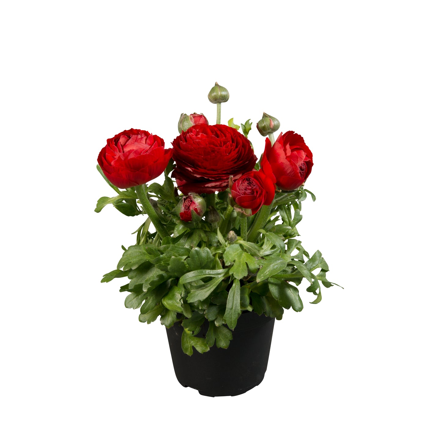 Ranunculus Seeds Ranunculus Sprinkles Red 25 Pelleted Seeds