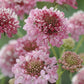 50 Scabiosa Seeds Scabiosa Salmon Queen