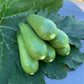 25 Squash Seeds Rocio Zucchini