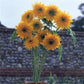 50 Sunflower Seeds Double Quick Orange Cut Flowers