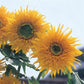 50 Sunflower Seeds Double Quick Orange Cut Flowers