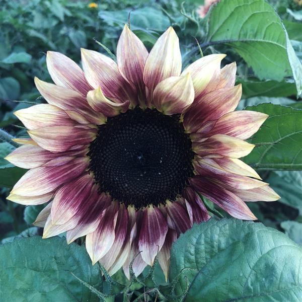 50 Ruby Eclipse Sunflower Seeds Cut Flower