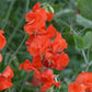 25 Sweet Pea Seeds Sweet Pea Spring Sunshine Orange