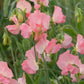 25 Sweet Pea Seeds Sweet Pea Spring Sunshine Peach