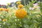 Zinnia Seeds Benary’s Giant Golden Yellow Flower Seeds 50 Seeds