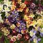 25 Columbine Seeds Earlybird Mix Perennial Flower