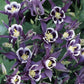 25 Columbine Seeds Aquilegia Winky Purple And White Perennial Seeds