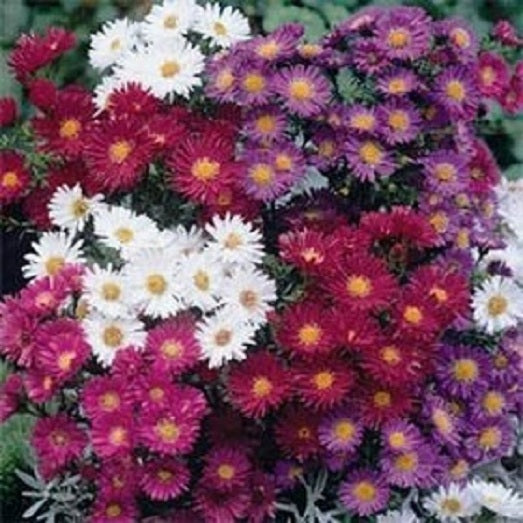 100 Aster Seeds Alpinus Mix Flower Seeds