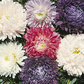 Aster Seeds Ball Florist Mix 100 Seeds Cut Flower Seeds