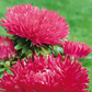 100 Aster Seeds Aster Gala Burgundy Bee Flowers