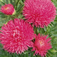 100 Aster Seeds Aster Gala Carmine Rose