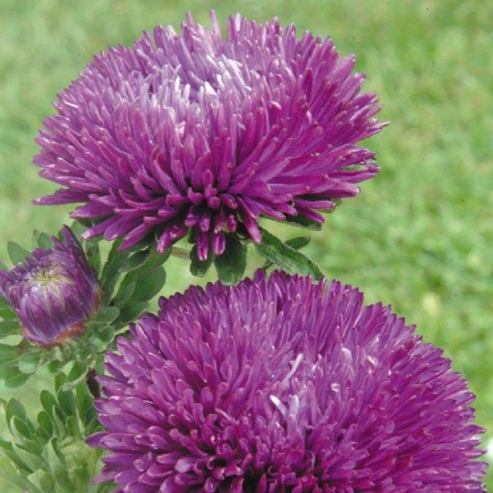 100 Aster Seeds Aster Gala Purple Attracts Honey Bees