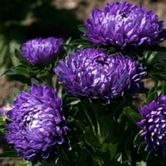 100 Aster Seeds Dwarf Milady Blue