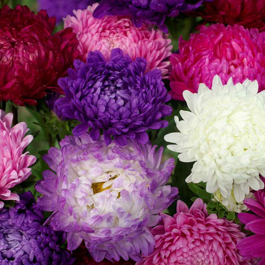 50 Aster Seeds Paeony Duchess Mix Pollinator Flower