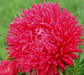 50 Aster Seeds Paeony Duchess Scarlet Great For Honeybees