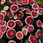 100 Aster Seeds Pompon Hi No Maru