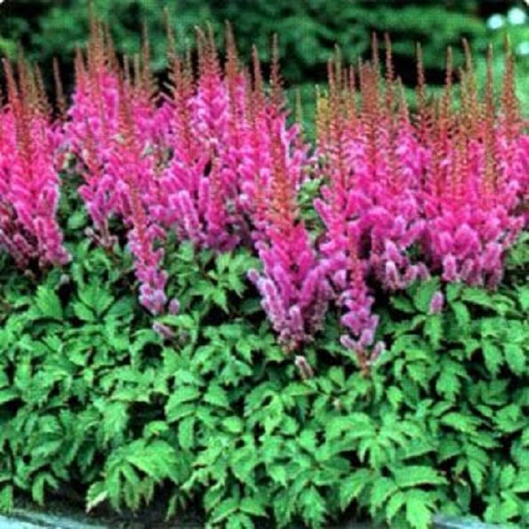 100 Astilbe Seeds Chinensis Pumila Seeds