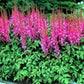 100 Astilbe Seeds Chinensis Pumila Seeds