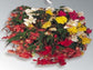 100 Pelleted Begonia Seeds Illumination Mix Trailing Begonia