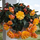 100 Pelleted Begonia Seeds Illumination Golden Picotee Trailing Begonia