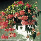 100 Pelleted Begonia Seeds Illumination Salmon Pink Trailing Begonia