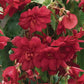 100 Pelleted Begonia Seeds Illumination Scarlet Trailing Begonia