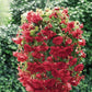 100 Pelleted Begonia Seeds Illumination Scarlet Trailing Begonia