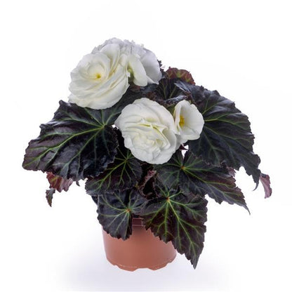 Trailing Begonia Seeds Limitless® Cream Shade 15 thru 100 Pelleted Seeds