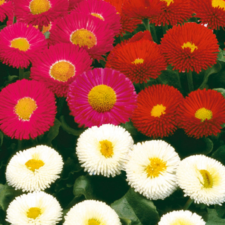 Bellis Seeds 50 Pelleted Seeds Bellis Galaxy Mix