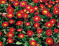 Bellis Seeds 50 Pelleted Seeds Bellis Galaxy Red