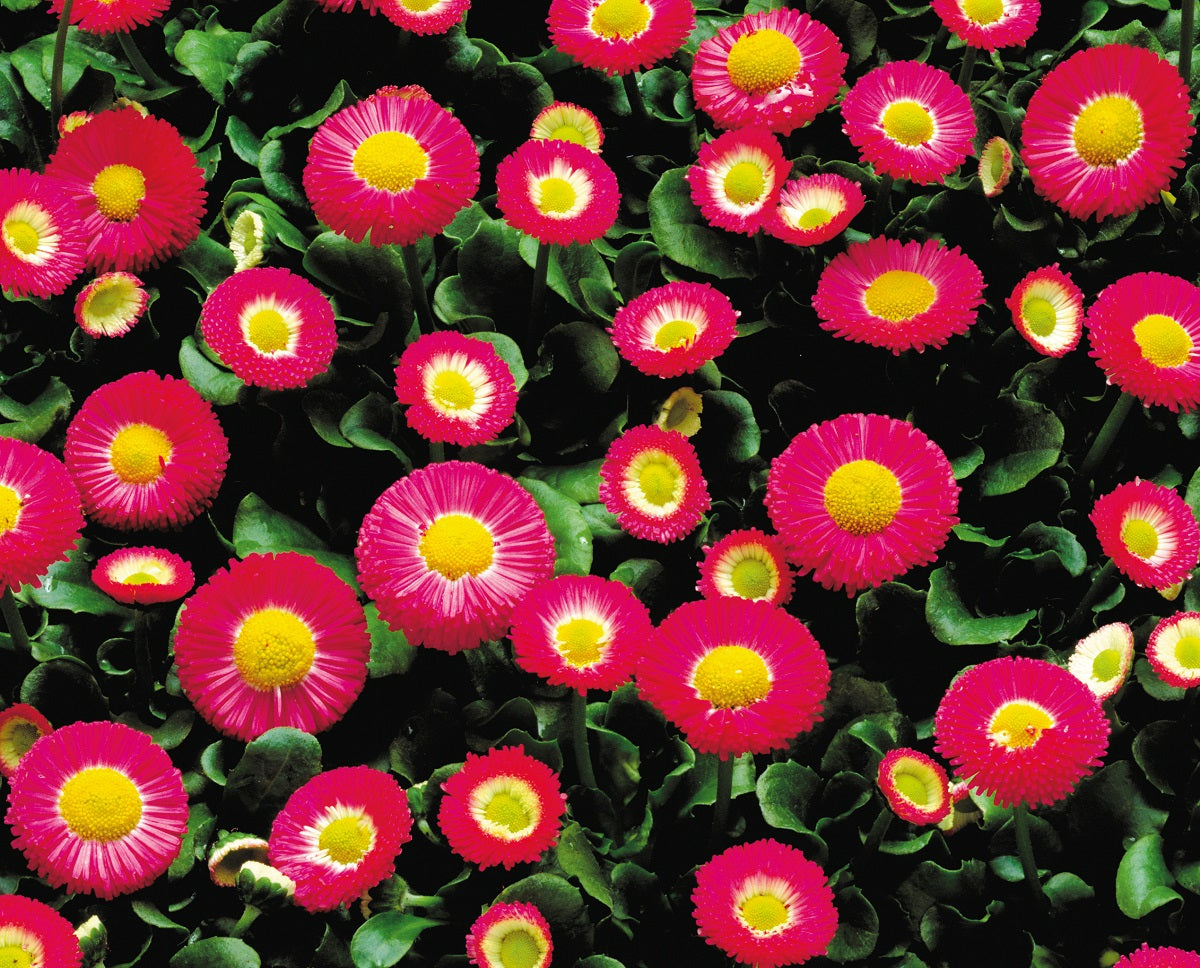 Bellis Seeds 50 Pelleted Seeds Bellis Galaxy Rose