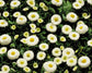 Bellis Seeds 50 Pelleted Seeds Bellis Galaxy White