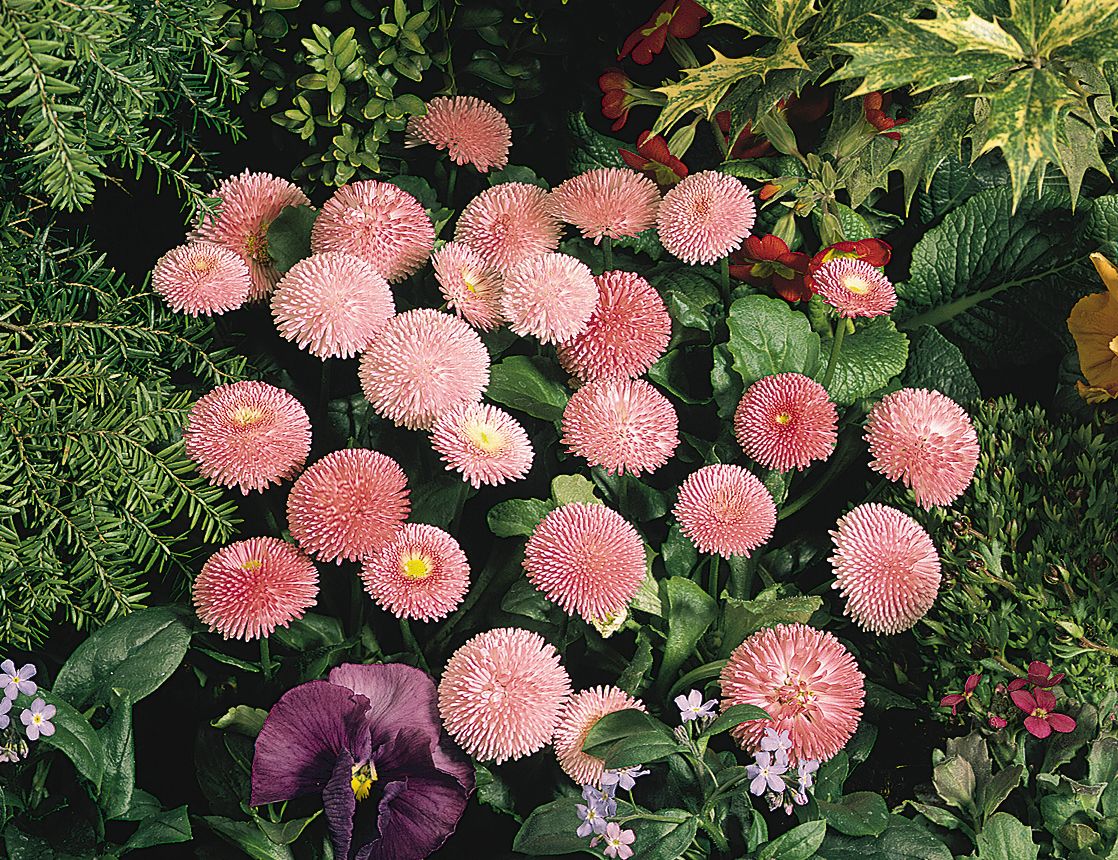 Bellis Seeds Bellis Tasso Pink 25 Seeds English Daisy