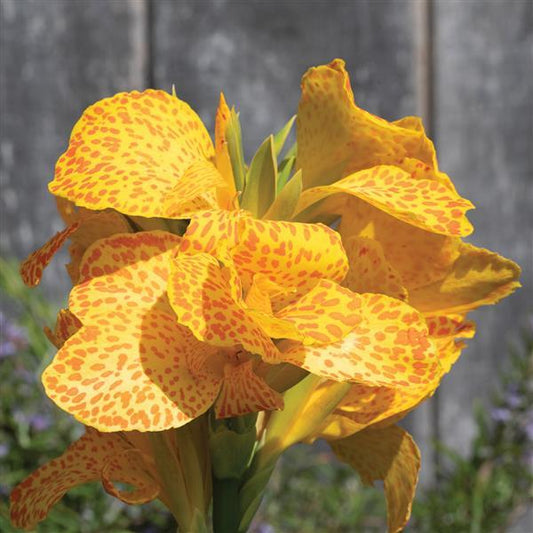 25 Canna Seeds Cannova® Gold Leopard