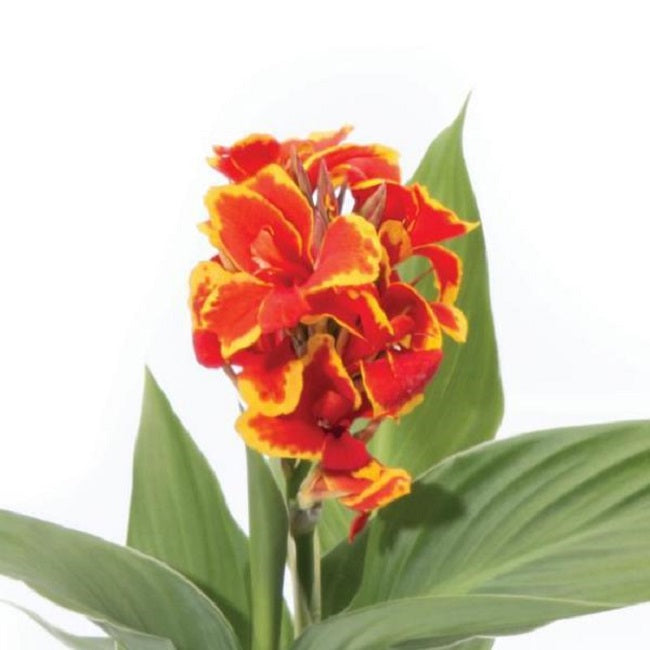 25 Canna Seeds Cannova® Golden Red Flame